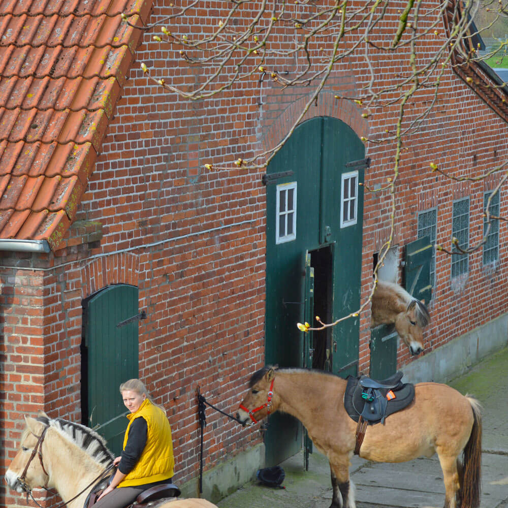 ferienhof kluvetasch tiere scheune