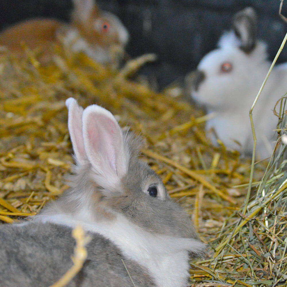 Unsere Kaninchen im Stroh