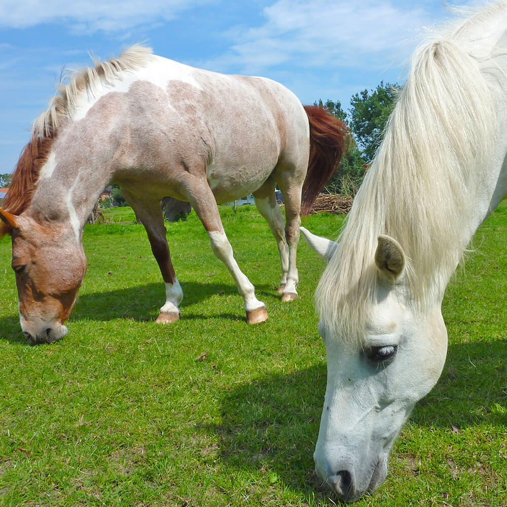 Unsere Ponys Jerry und Leyka auf der großen Weide hinterm Bauernhaus