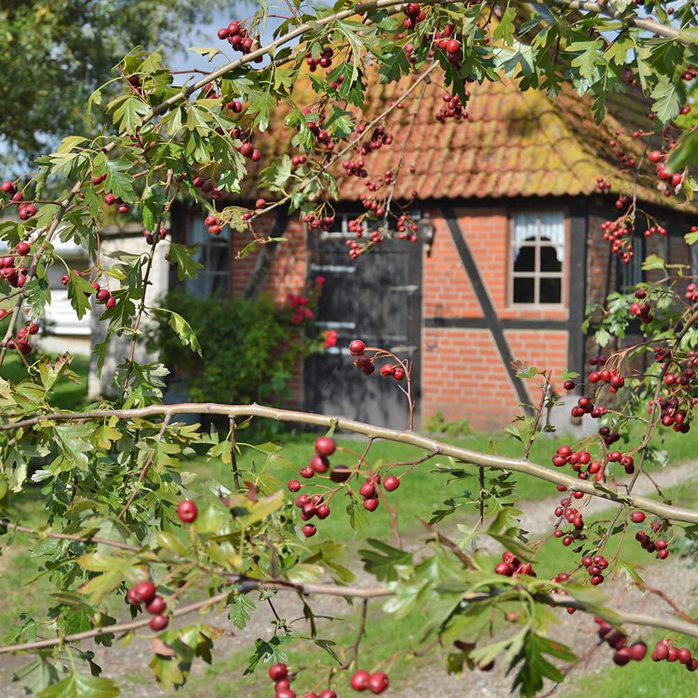 Historisches Backhaus